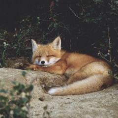 red fox (co-produced by: evergreen.)