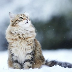 Snow Cat By: NicoxD_13