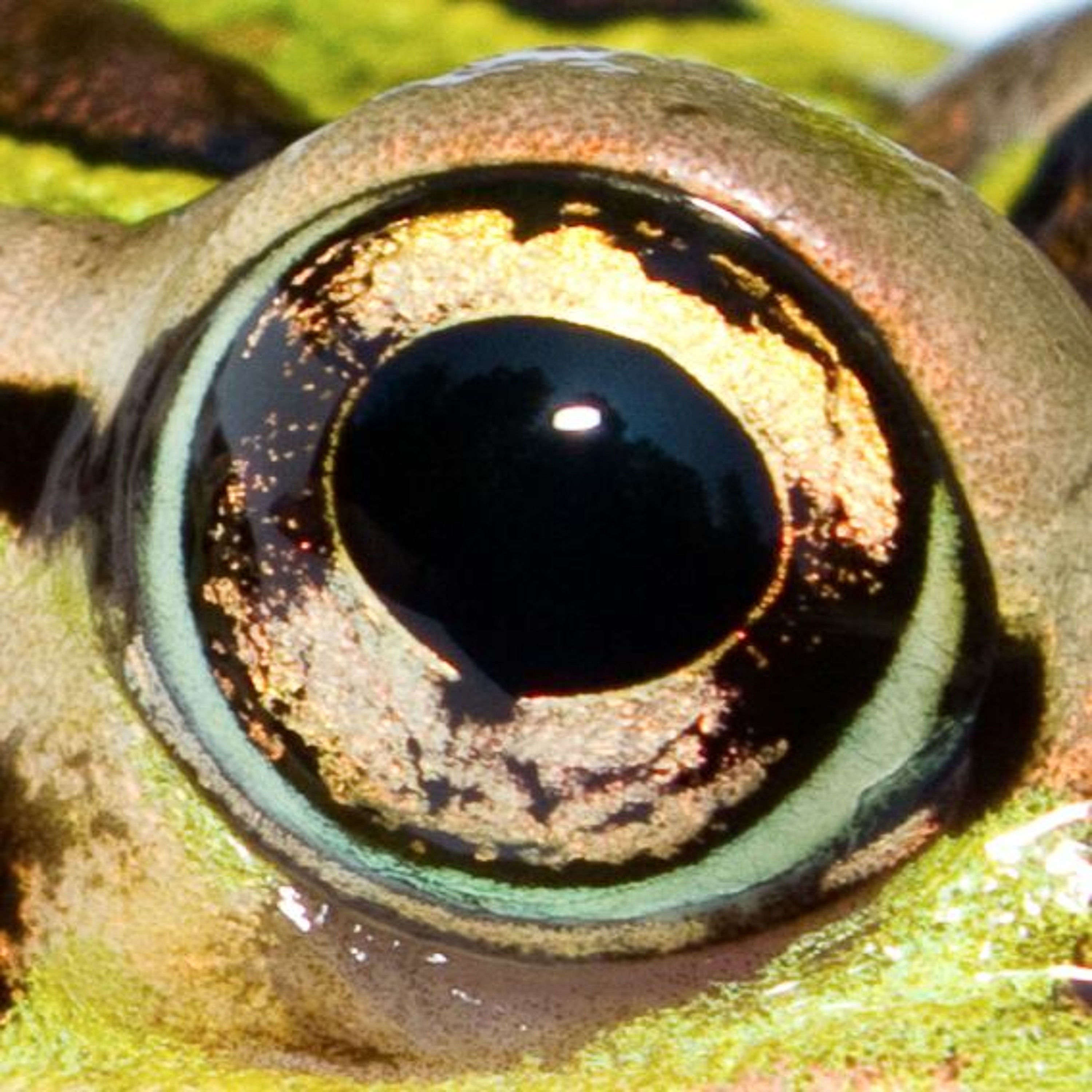 Episode 4 — Northern Leopard Frog