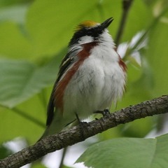 The All-seeing Bird's song