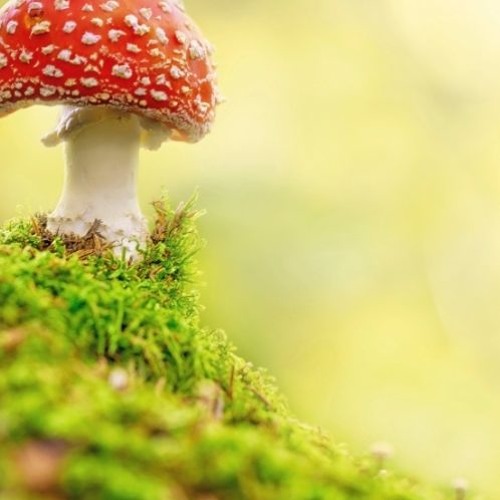 Hi Profile - A New Prog Order