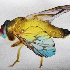 Flug  - Insects (Køntrast Refix)