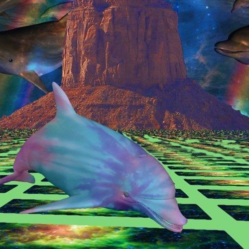 focal point - dolphinbrain