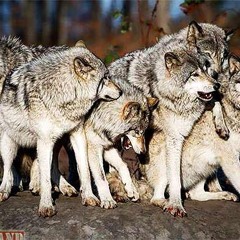 Higgler wolftippin ft AtmFlexx+Crippn Jiggy+AtmSavage