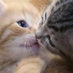 8. Kitten Kisses (Animation Shorts)