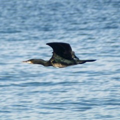 The 7th Wave (rehearsal)