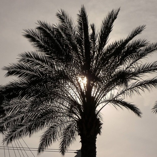 Jang & Dak - Aracaceae [ÅẸ Free DL]