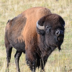 Animal_American Bison_bathing eating_vocal
