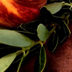 Leaves Off The Trees