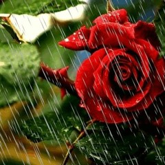 Paul Niblock - Maybe This Time I Won't Fuck It All Up