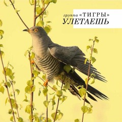 Группа «Тигры» - Улетаешь