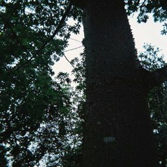DJ Seinfeld Presents: Fyodor The Dj - Big Tree House