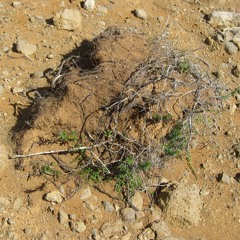 St. Pixie - Please forgive me! My Lord