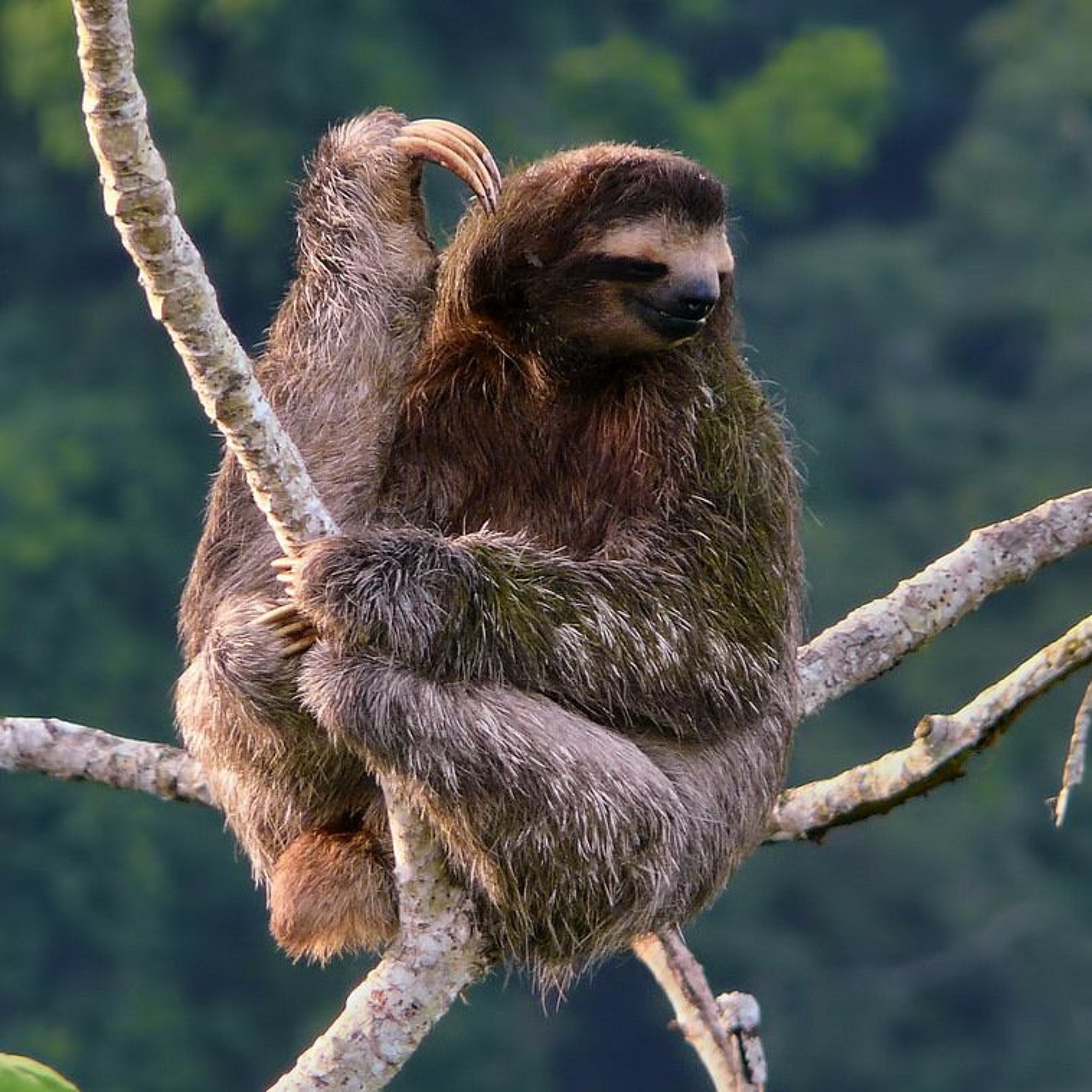 Three-Toed Sloth episode artwork