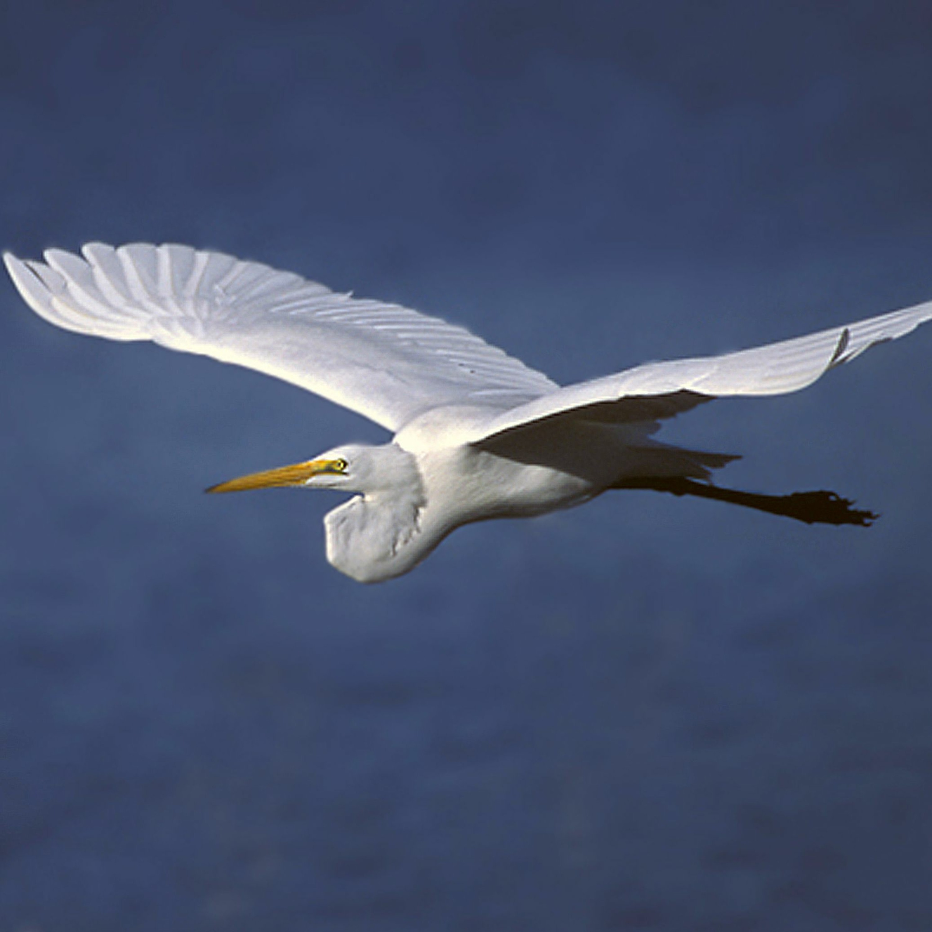 Great Egret episode artwork