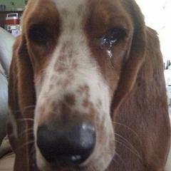 Dog Song by Jigme Drukpa