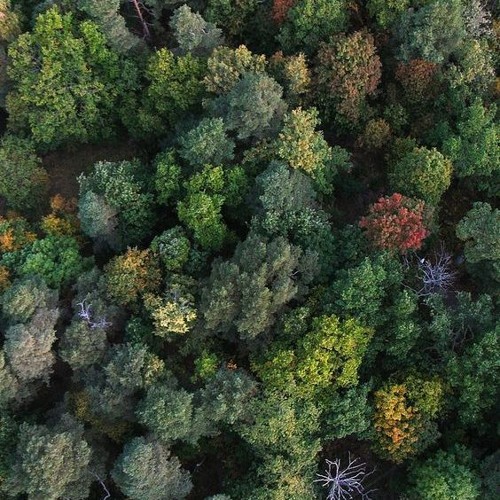 الأشجار - هيرمان هيسّه