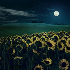 AceMan & V0yager - Sunflower (feat. Phaere)