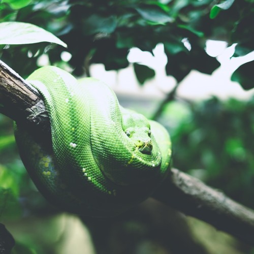 Designed Snake Foley Snake Sound Effects Library By A Sound Effect 