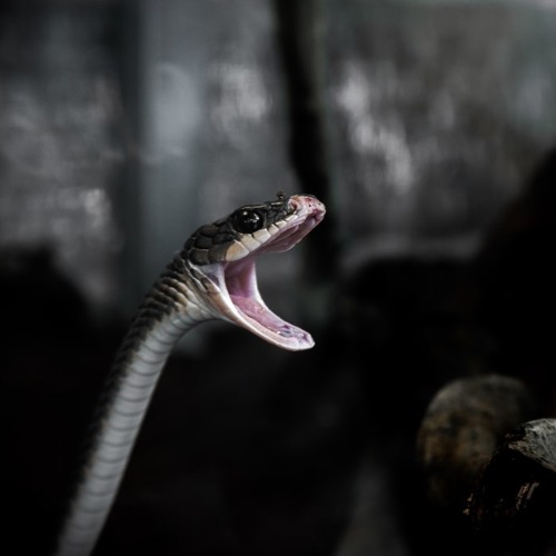 Real Snakes | Snake Sound Effects Library