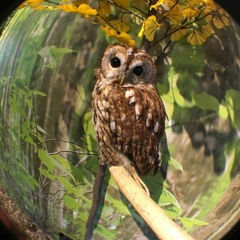 Nature And Compounding(Original Mix) - Ryo Saito Mp3 Demo