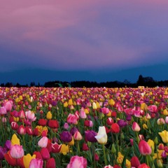 Hunty Bear's Bangerz