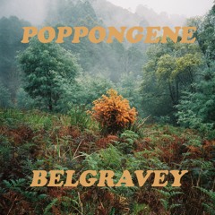 POPPONGENE - Belgravey