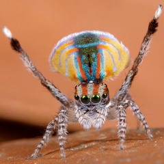 Spider Trance (original mix)