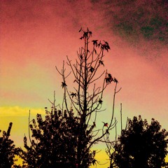 Encontre seu sentido