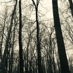 When the Leaves Fall