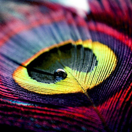 Vrikshavalli Hare Krishna - LIke a river to the sea - Jahnavi Harrison.mp3