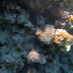 انشودة - رحلت الى بحار العشق - ناصر السعيد.mp3