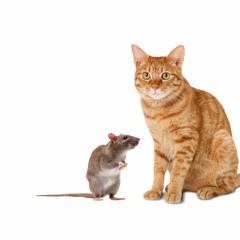 [VOCALOIDオリジナル曲] 捨てられネズミ、再び愛を知る [猫村いろは]