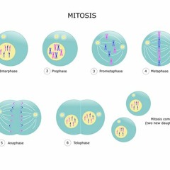 MITOSIS FEAT. YUNG $$$ CHURCHILL