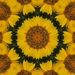005 - Sunny Side Up