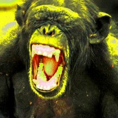 03 - Kyle Greene  Bass Cadet - The Zoo