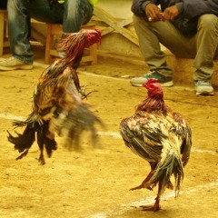 Madagascar, la passion des combats de coqs