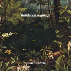 Rainforest Nightlife