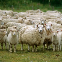 Sheep Princess