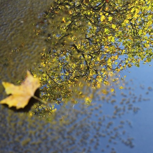 Reflections