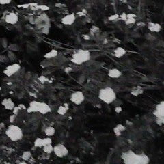 Chelsea Hotel (Cover)