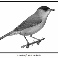 Karabasli Yali Bulbulu / Eurasian Blackcap