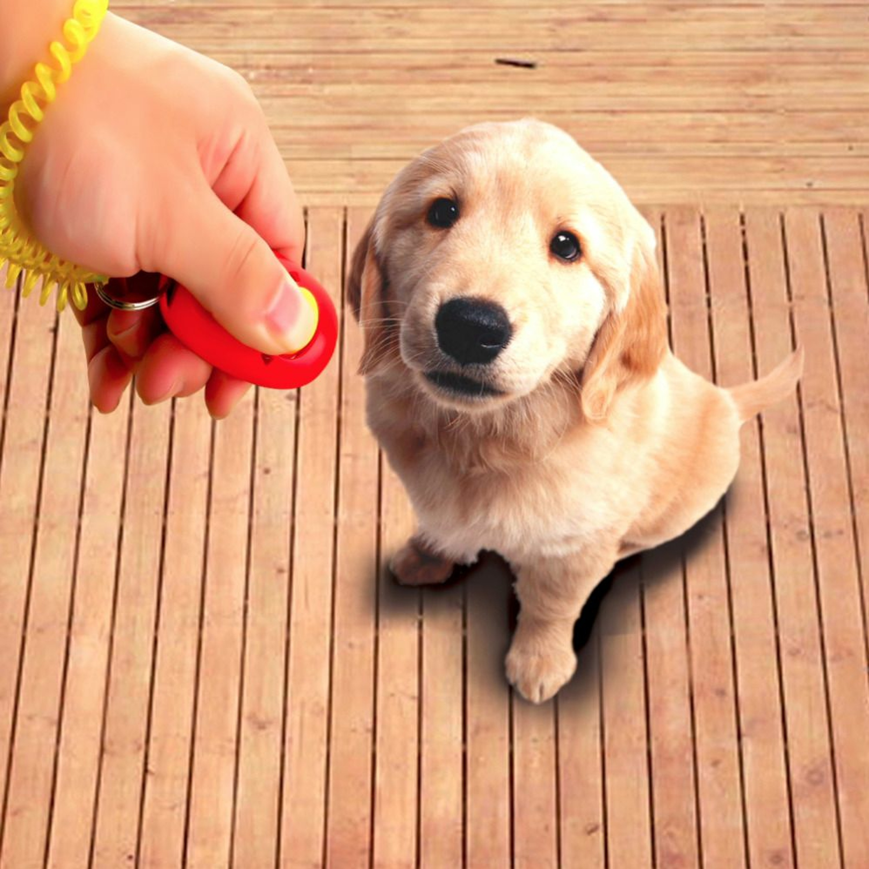 Podcast Editing with a Dog Clicker episode artwork