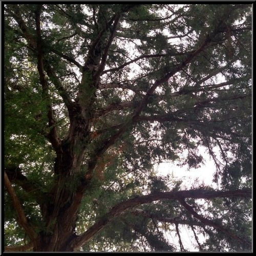 devon rea - while we were alive