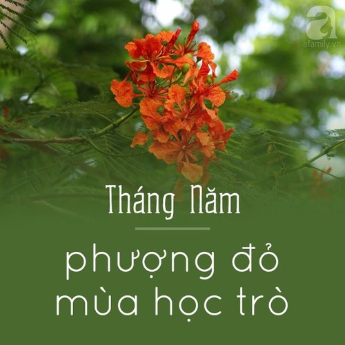 Trở Lại Mùa Hè