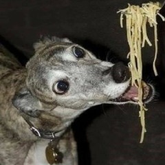 spaghetti Hound bowl