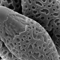 Bloom - Shout (Narq Wolfnoid Remix)