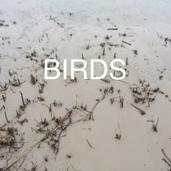 Birds -  Demo version