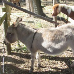 Native Soul BU Practice Sessions