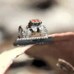 Spider Parasite Paradise
